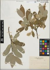 Foto von Salix glauca L.